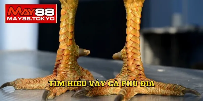 Tìm hiểu vảy gà phủ địa
