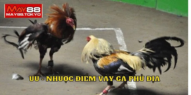 Ưu nhược điểm của loại vảy gà quý này